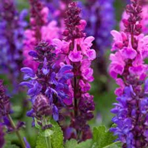 50 Pink Purple Salvia Seeds | Perennial Flower Seeds | Hummingbird Attracting | Salvia spp.