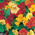 Nasturtium Seeds Dwarf Jewel Mix - Non-GMO Edible Flower Seeds for Gardens - 25 Seeds (Tropaeolum majus)