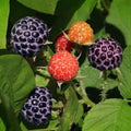 Thornless Raspberry Plant, Glencoe Variety, Purple Fruit, Rubus idaeus, Bare Root Garden Starter, Easy Care, High Yield