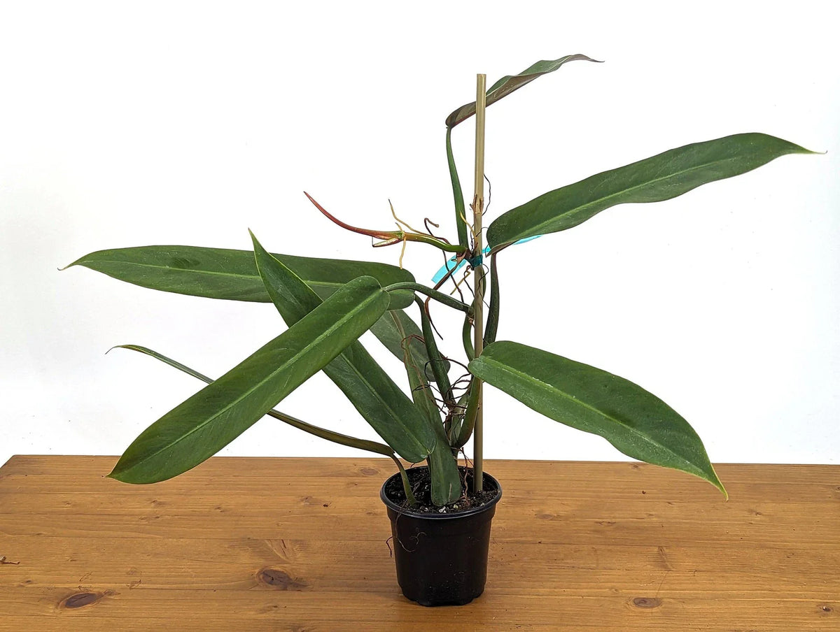 Philodendron Bicolor Plant in 4 Inch Pot | Rare Aroid Houseplant | Indoor Greenery