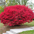 Burning Bush Plants Bare Root 4+ Inches Euonymus alatus - Vibrant Red Foliage for Landscaping and Gardens