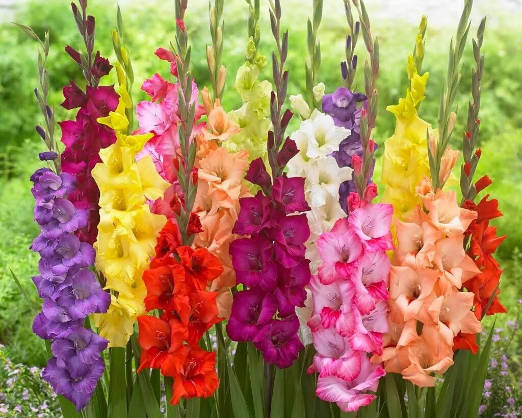 Gladiolus Bulbs 15 Mixed Colors Easy to Grow Perennial Garden Gladiolus hortulanus