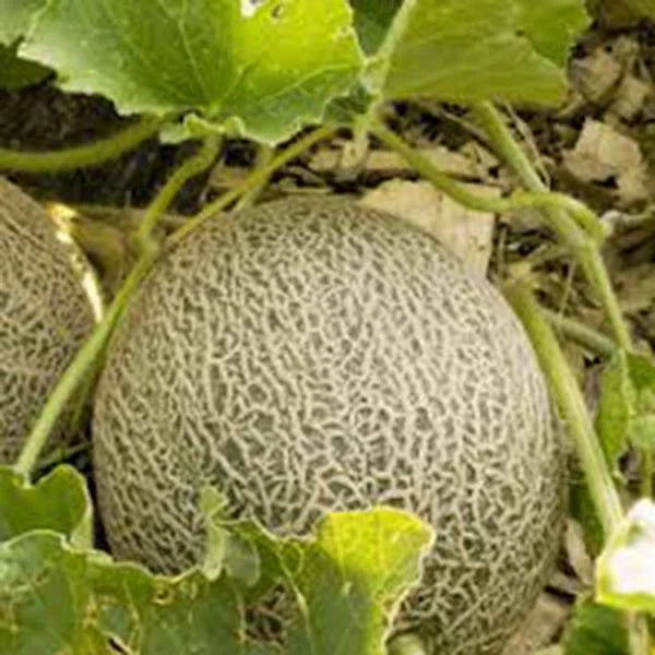 Muskmelon Seeds, 25+ Heirloom Non-GMO Edisto 47 Sweet, Cantaloupe Seeds, Cucumis melo