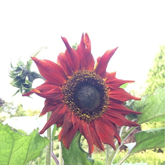 25+ Red Sunflower Seeds - Heirloom Non-GMO - Fresh Rare Seeds - Helianthus annuus