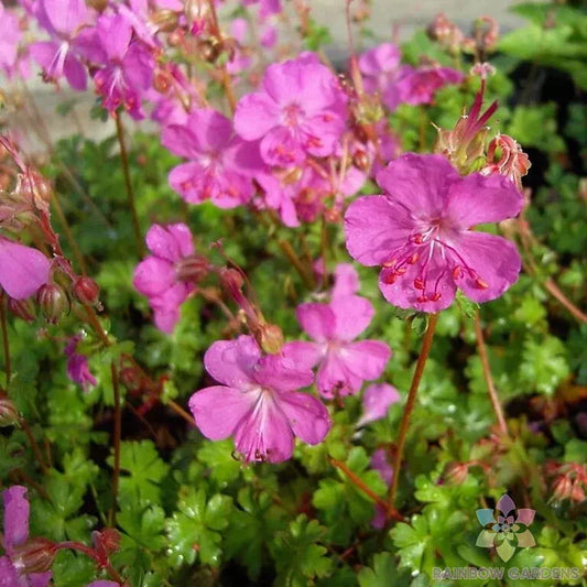 25+ Westray Geranium Seeds for Garden Planting - Pelargonium x hortorum - USA Grown
