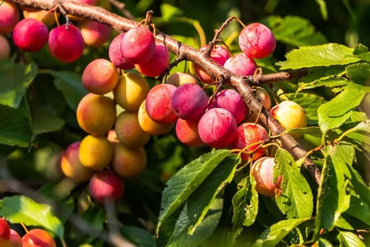 American Plum Bonsai Tree Seedling - 6 Inch - Prunus americana - Ideal for Indoor & Outdoor Growth, Decorative Plant