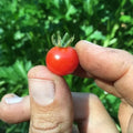 Red Currant Tomato Seeds - 30+ Heirloom Organic Non-GMO - Fresh and Flavorful - Perfect for Home Gardening