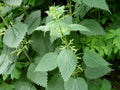 Stinging Nettle Seeds - 100 Pack - Urtica dioica - Organic Herbal Plant for Medicinal Use