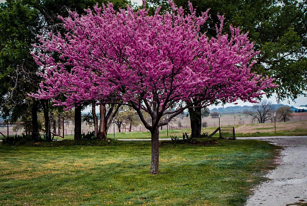 Redbud Tree Bare Root 6-12" Set of 2 Cercis canadensis Live Plants