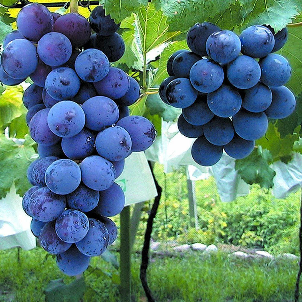 Japanese Kyoho Grape Cuttings 6pcs 巨峰葡萄插条 교호포도 - Vitis vinifera - US Seller