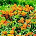 Milkweed Seeds - 100 Count - Orange Variety - Asclepias - Monarch Butterfly Host Plant - Perennial USA