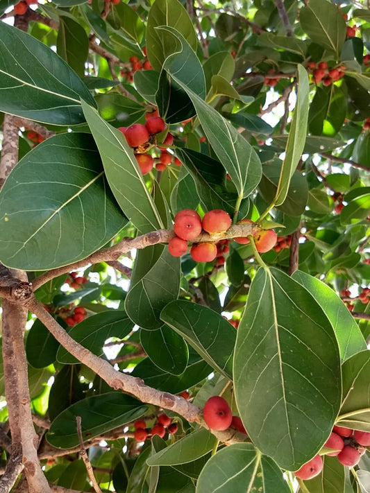 Banyan Fig Seeds - 50+ Premium Ficus benghalensis Seeds - Ideal for Bonsai or Indoor Gardening