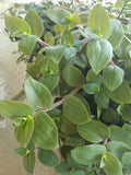Baby Bunny Bellies Plant - 4" Basket - Tradescantia Zebrina - Wandering Jew - Fast-Growing Houseplant - Speedy Jenny