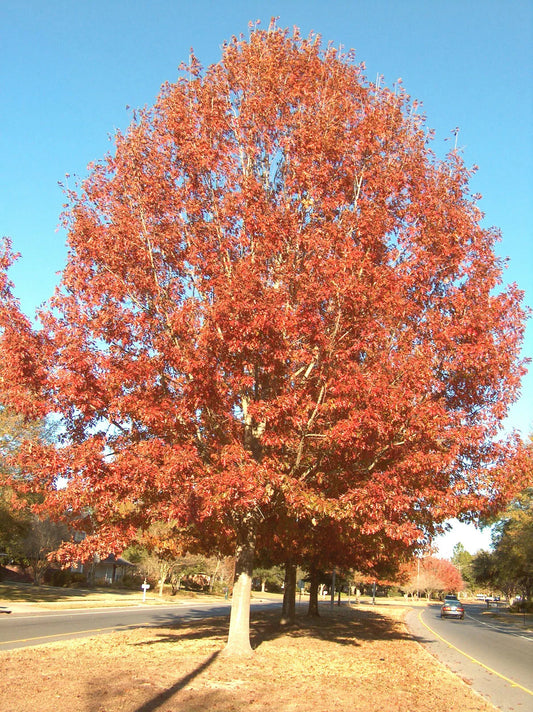 Cherrybark Oak Tree Live Plant 12-16" Set of 2 Quercus pagoda Bare Root