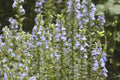 Great Blue Lobelia Seeds - Native Wildflower for Shade Gardens - Heat & Cold Tolerant - Lobelia siphilitica