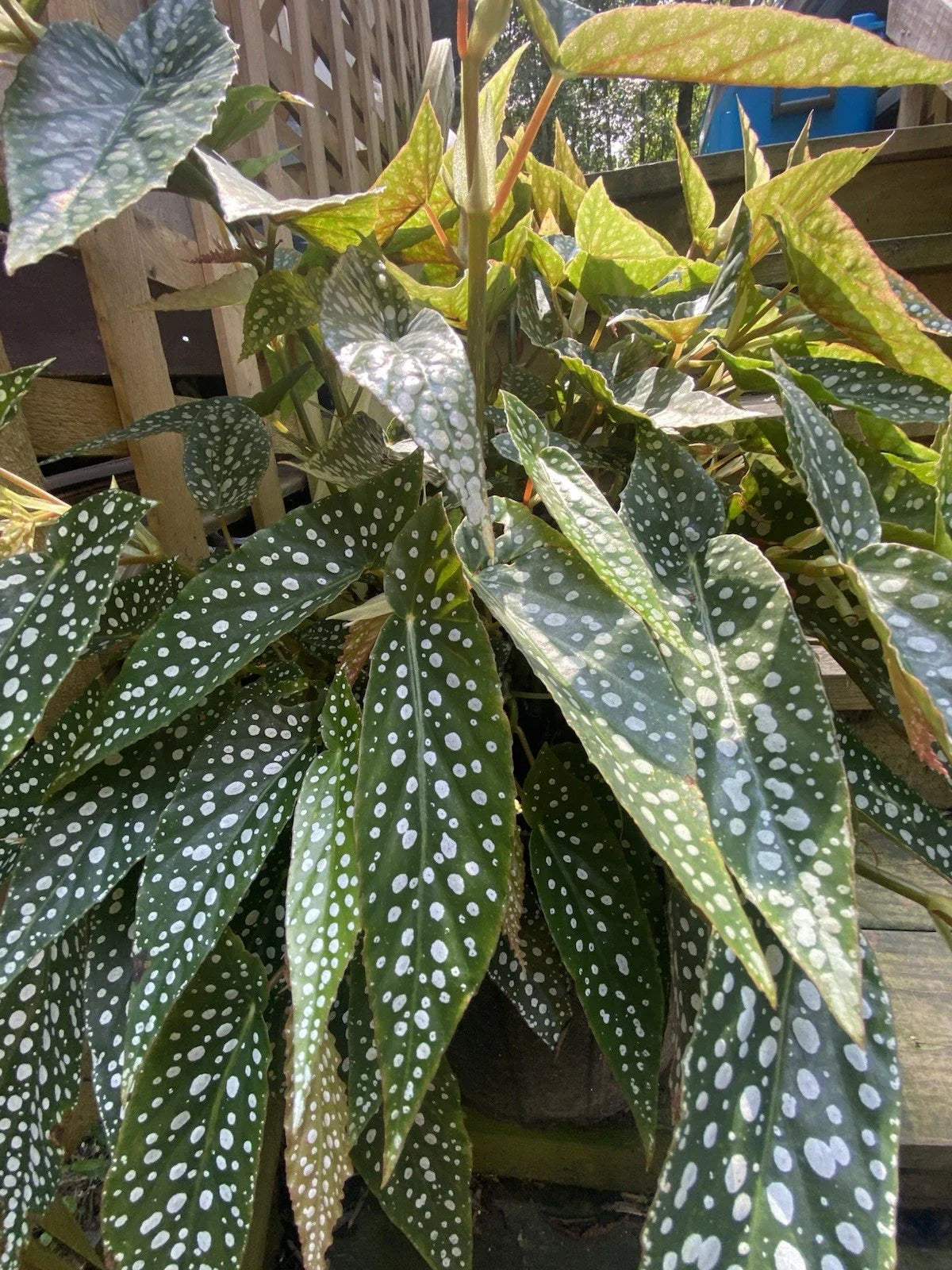 My Special Angel Begonia Live Houseplant - Rooted Plant, Ornamental Foliage, Indoor Plant, Begonia 'My Special Angel'