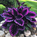 Purple Tip Calathea Couture Seeds - 25+ Indoor/Outdoor Beautiful Plant, Calathea makoyana