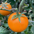 Orange Cherry Tomato Seeds - Heirloom, Non-GMO, Organic - 30+ Seeds - Solanum lycopersicum