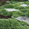 Irish Moss Seeds for Planting - Ground Cover, Green Blooms, Chondrus crispus