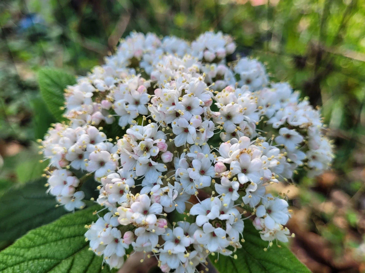 Viburnum Allegheny Cuttings | Hardy Flowering Bush | 6 Cuttings for Hedge Planting | Viburnum x rhytidophyllum