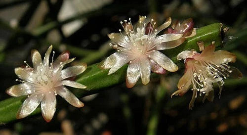 Rhipsalis dissimilis Cuttings - 4 Inches - Orchid Cactus with White Flowers - Unique Indoor Plant