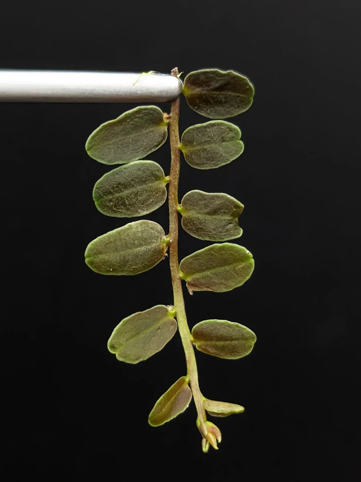 Marcgravia sp. Lime Condor Cutting - 10-Leaf Terrarium Plant, Unique Indoor Greenery, Rare Houseplant from Peru