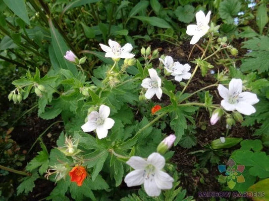 25+ Trevor's White Geranium Seeds for Garden Planting - Pelargonium 'Trevor's White' - USA Grown - Non-GMO
