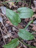 Sarsaparilla Vine Seedlings 10-Pack Green Outdoor Smilax pumila Rare Species
