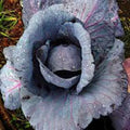 Red Acre Cabbage Seeds, Heirloom, Non-GMO, 25+ Colorful Tasty Seeds, Brassica oleracea