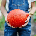 Japanese Red Kuri Squash Seeds - 20 Organic Heirloom Uchiki Kuri Seeds for Home Garden - Cucurbita maxima