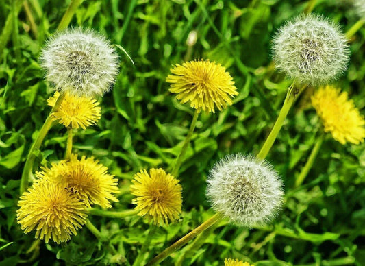 Dandelion Flower Seeds Organic Non-GMO Heirloom Edible Wild Taraxacum officinale
