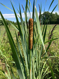 Cattail Plants - 15 Bareroot Live Plants - Typha Angustifolia - Aquatic Garden - Moist & Ready for Water Garden Transfer