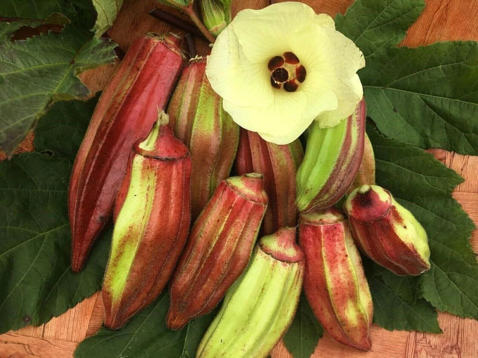 Texas Hill Country Red Okra Seeds - Heirloom, NON-GMO - 100+ Seeds - Abelmoschus esculentus