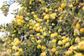 Golden Delicious Apple Tree Cuttings - 6 Organic Scions for Rooting & Grafting - Malus domestica