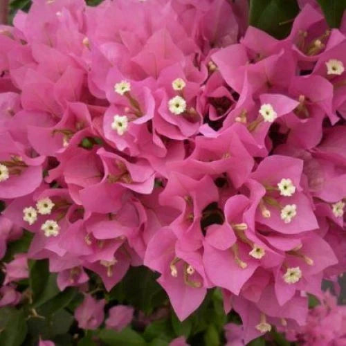 Bougainvillea Starter Plant | VERA PINK | Well Rooted Plug Plant | Tropical Flowering Plant (Bougainvillea)