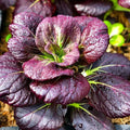 Purple Lady Bok Choy Seeds - 2025 Planting Pak Choi USA - Brassica rapa var. chinensis - Non-GMO Vegetable Seeds