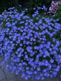 Blue Daisy Plant - Live Perennials - 12 to 18 Inches Tall - 3-Pack - Felicia amelloides in 3” Pots