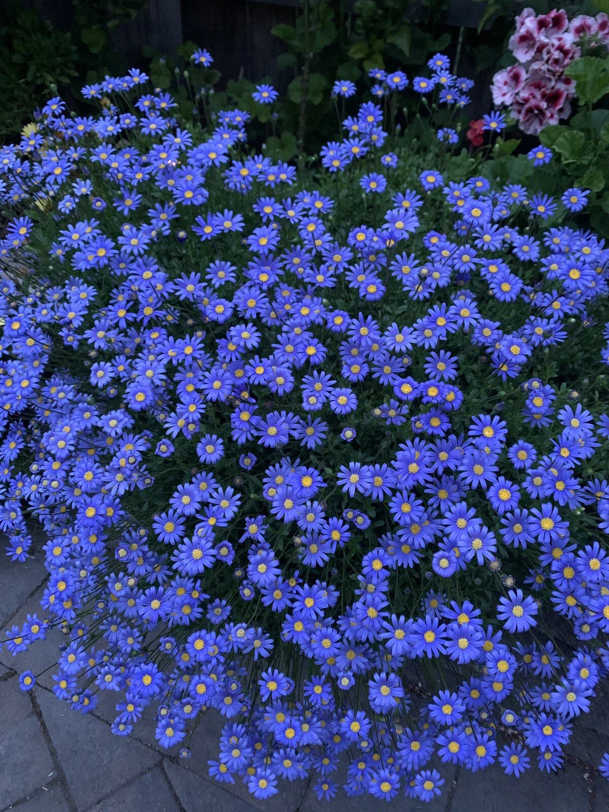 Blue Daisy Plant - Live Perennials - 12 to 18 Inches Tall - 3-Pack - Felicia amelloides in 3” Pots