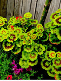 Variegated Geranium Cuttings - 3 Beautiful 6” Cuttings - Pelargonium spp.