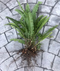 Boston Sword Ferns Bundle 12 Live Plants Nephrolepis exaltata Bare Root Air Purifier Green Indoor Outdoor Organic Gardening