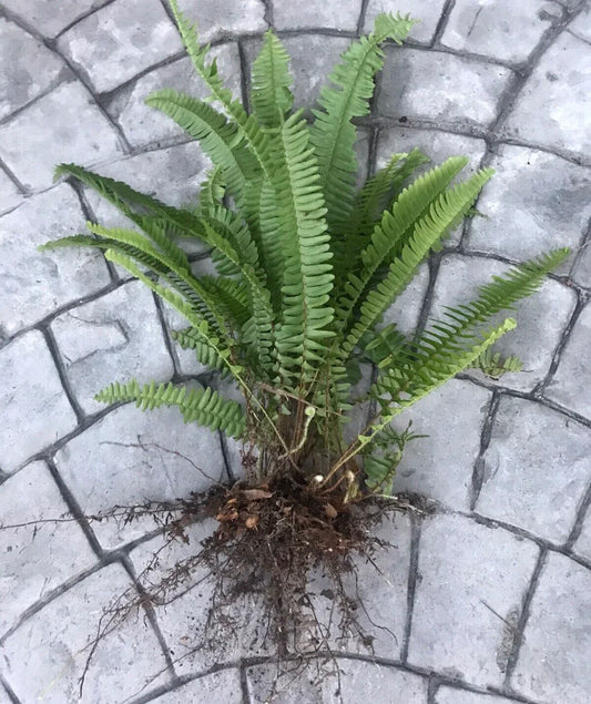 Boston Sword Ferns Bundle 12 Live Plants Nephrolepis exaltata Bare Root Air Purifier Green Indoor Outdoor Organic Gardening
