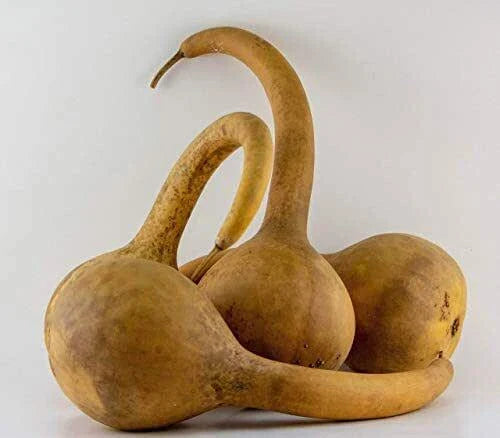 Large Dipper Gourd Seeds - Fresh Seeds for Planting - Lagenaria siceraria - Home Garden Vegetable Seeds