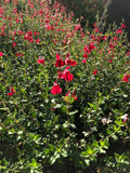 Organic Live Cuttings - USA Red Autumn Sage - Salvia Greggii - Perennial Herb for Gardens and Landscaping