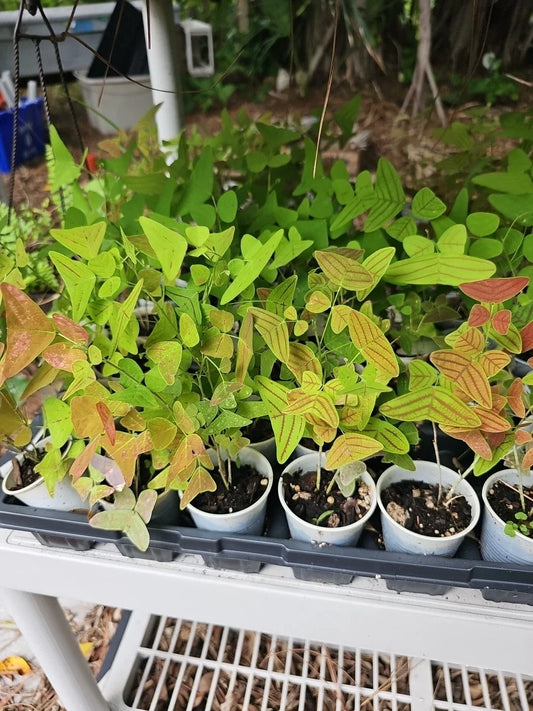 Christia Obcordata Live Starter Plant - Butterfly Wings Swallowtail - 2.5" Pot