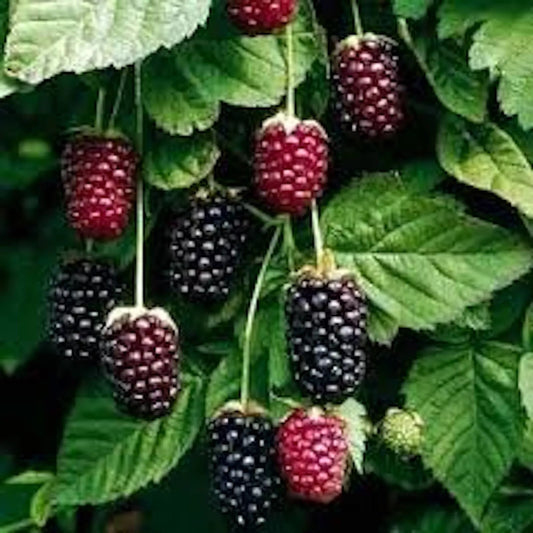 Boysenberry Plant Starter - 10 Thornless Rubus ursinus × Rubus idaeus - Sweet-Tart Hybrid Berry Shrub - Perennial Fruit Plant