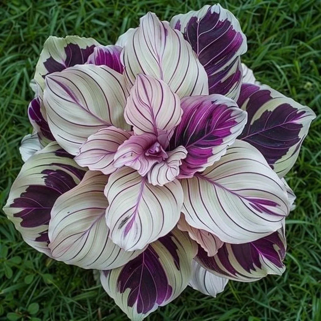 Calathea Seeds - 25+ Purple Beauty Variety - Perfect for Garden Planting - Free Shipping in USA