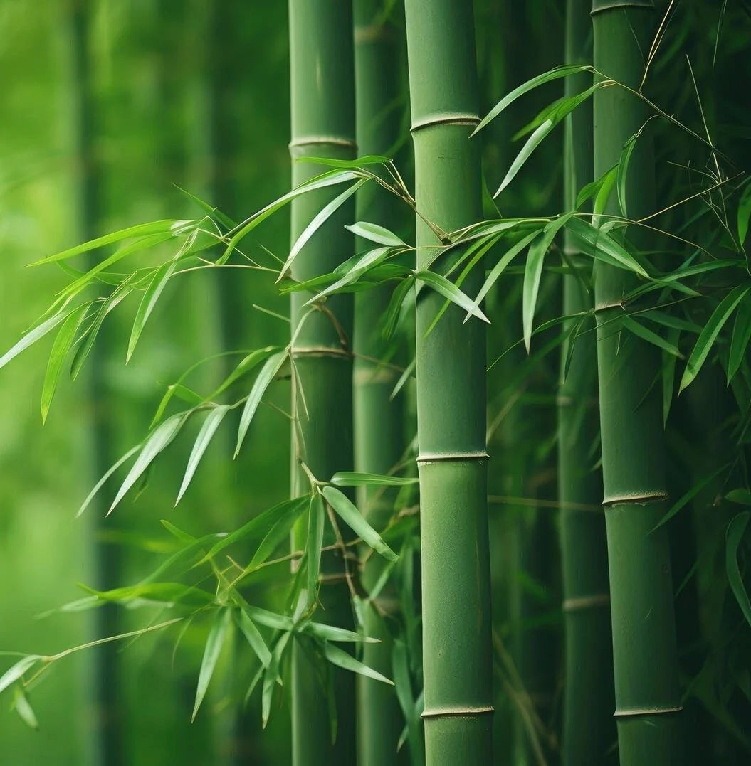 Bamboo Plant Seedlings - 6 Inch - Green - Phyllostachys edulis - Fast Growing Indoor/Outdoor Ornamentals