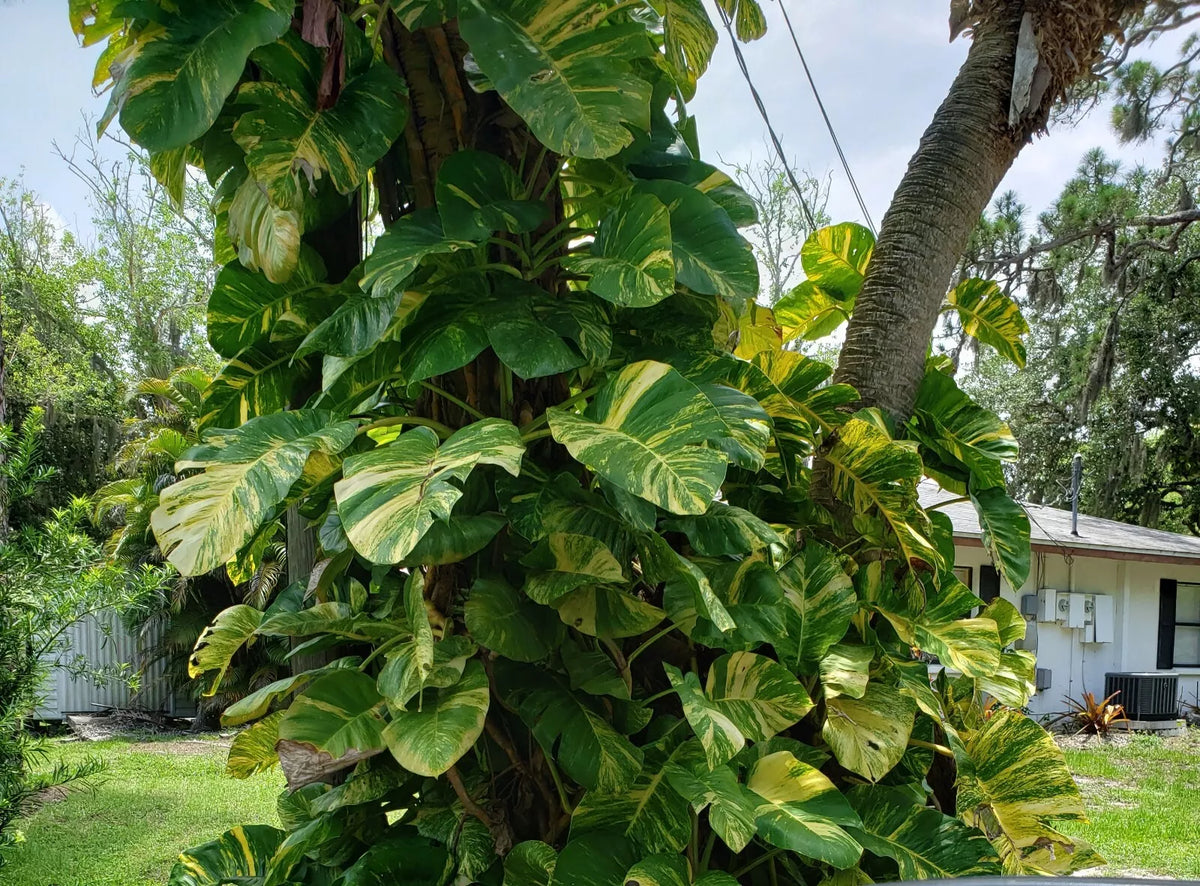 Giant Variegated Golden Pothos Plant in 2.5" Pot | Epipremnum aureum | Climbing Hawaiian Variety