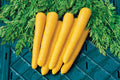 Gold Nugget Carrot Seeds - 1000+ Count - Organic Garden Seeds - Daucus carota - USA Grown, Free Shipping