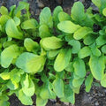 Arugula Seeds - 400+ Fresh Roquette Herb Seeds - Eruca sativa - Organic Home Garden Planting